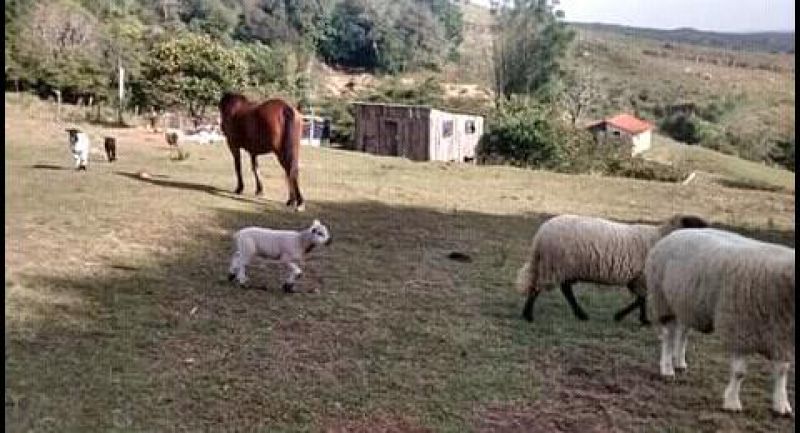 Candiota Imóveis - Sapucaia do Sul / RS