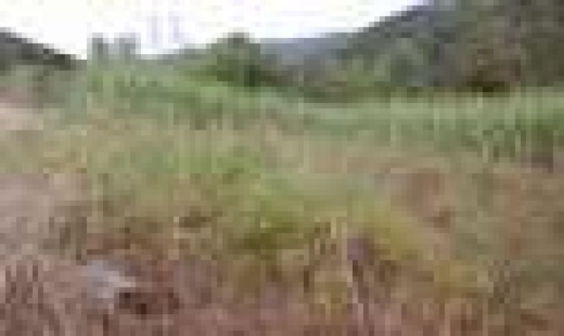 Candiota Imóveis - Sapucaia do Sul / RS